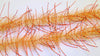 Lively Leg Crustacean Brush